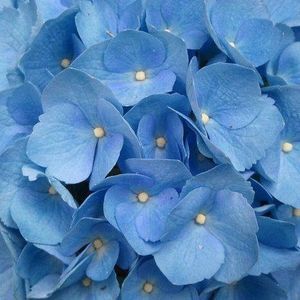 Meet your Posher, Sunghee